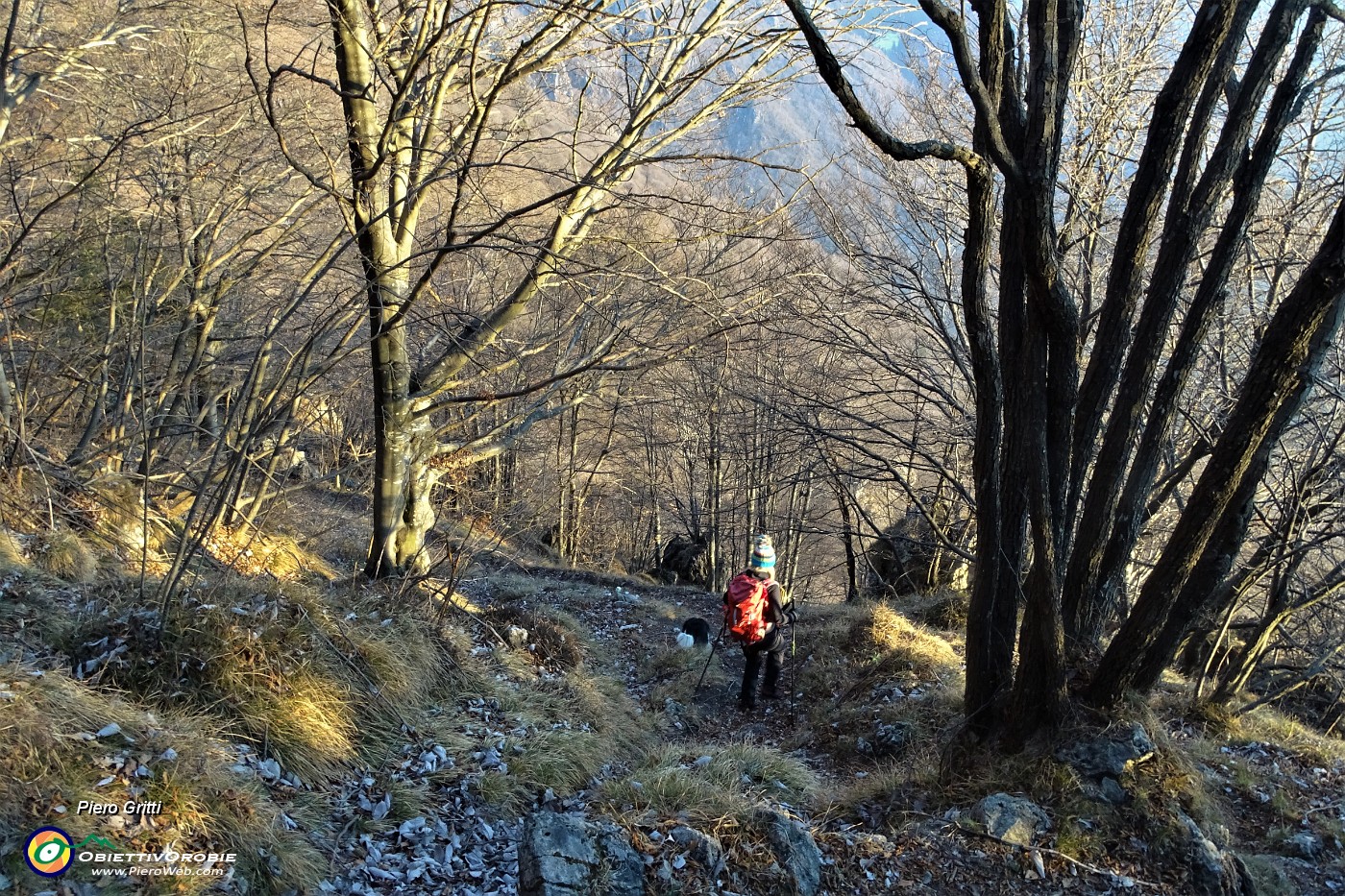 80 Si scende in bosco di faggi e carpini neri.JPG